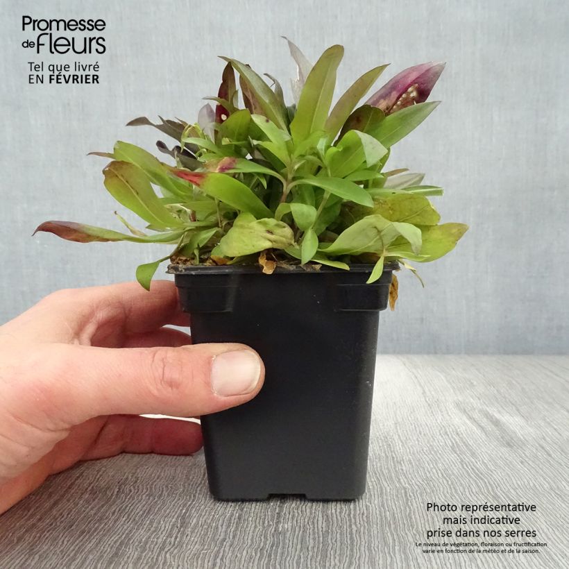 Clavel del poeta Nigrescens Sooty - Dianthus barbatus Maceta de 7/8 cm Ejemplar entregado en invierno