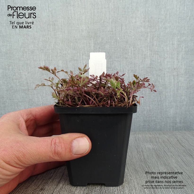 Oenanthe javanica Flamingo Maceta de 8/9 cm Ejemplar entregado en invierno