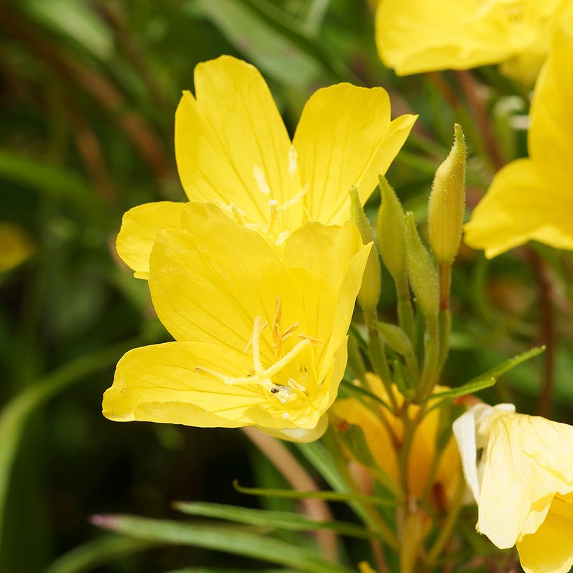Oenothera fruticosa African Sun - Onagra (Floración)