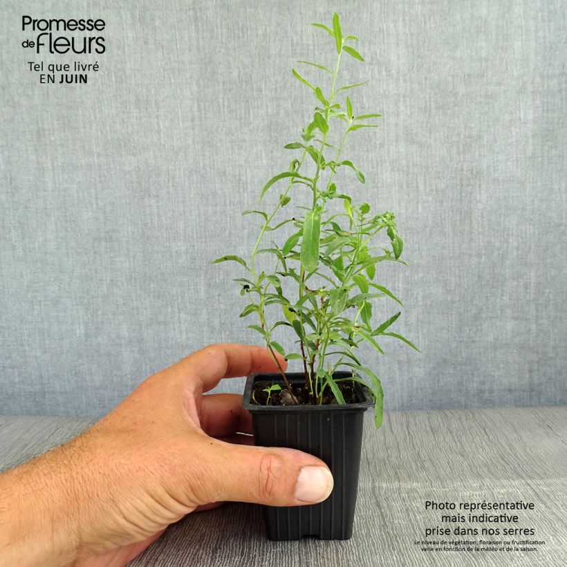 Ejemplar de Oenothera speciosa - Onagra Maceta de 7/8 cm entregado en verano
