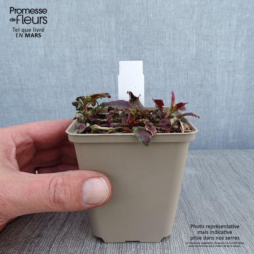 Oenothera speciosa Twilight - Onagra Maceta de 8/9 cm Ejemplar entregado en invierno