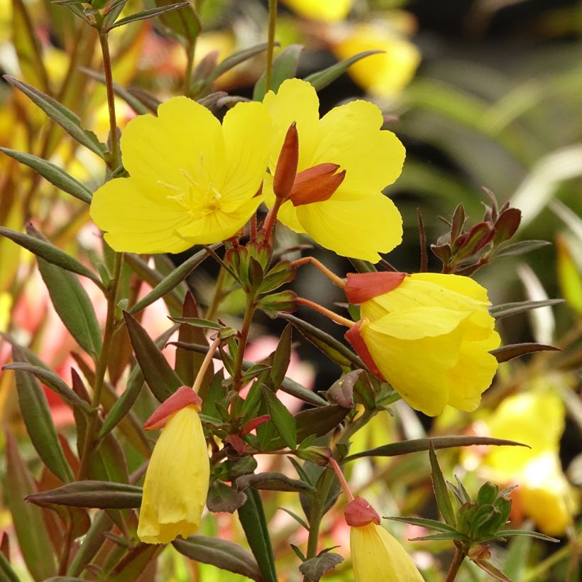 Oenothera fruticosa Sonnenwende - Onagra (Floración)