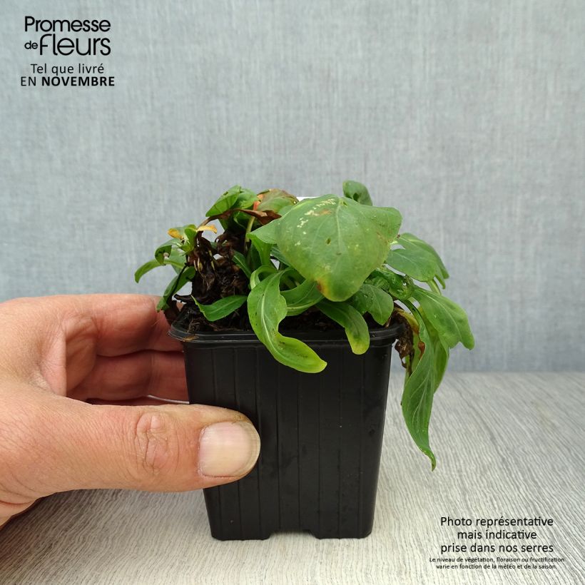 Ejemplar de Oenothera fruticosa Sonnenwende - Onagra Maceta de 8/9 cm entregado en otoño