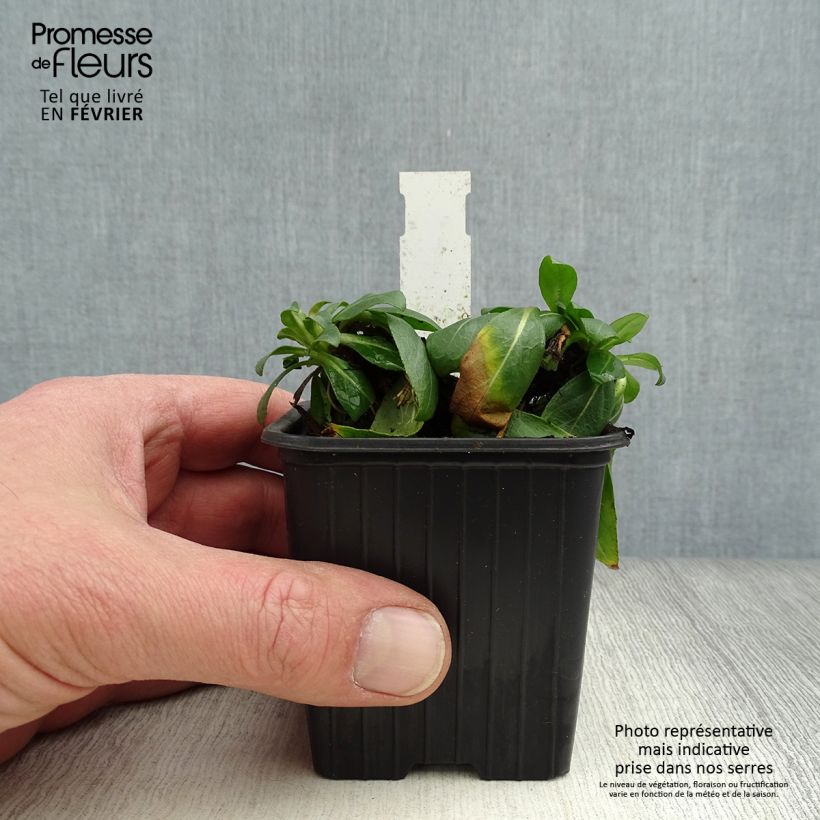 Oenothera fruticosa Sonnenwende - Onagra Maceta de 8/9 cm Ejemplar entregado en invierno