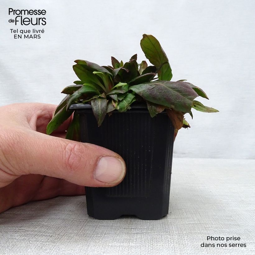 Oenothera fruticosa Sonnenwende - Onagra Maceta de 8/9 cm Ejemplar entregado en la primavera