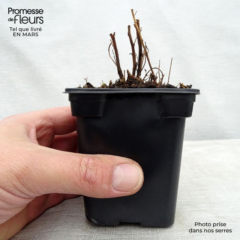 Oenothera speciosa - Onagra Maceta de 7/8 cm Ejemplar entregado en invierno