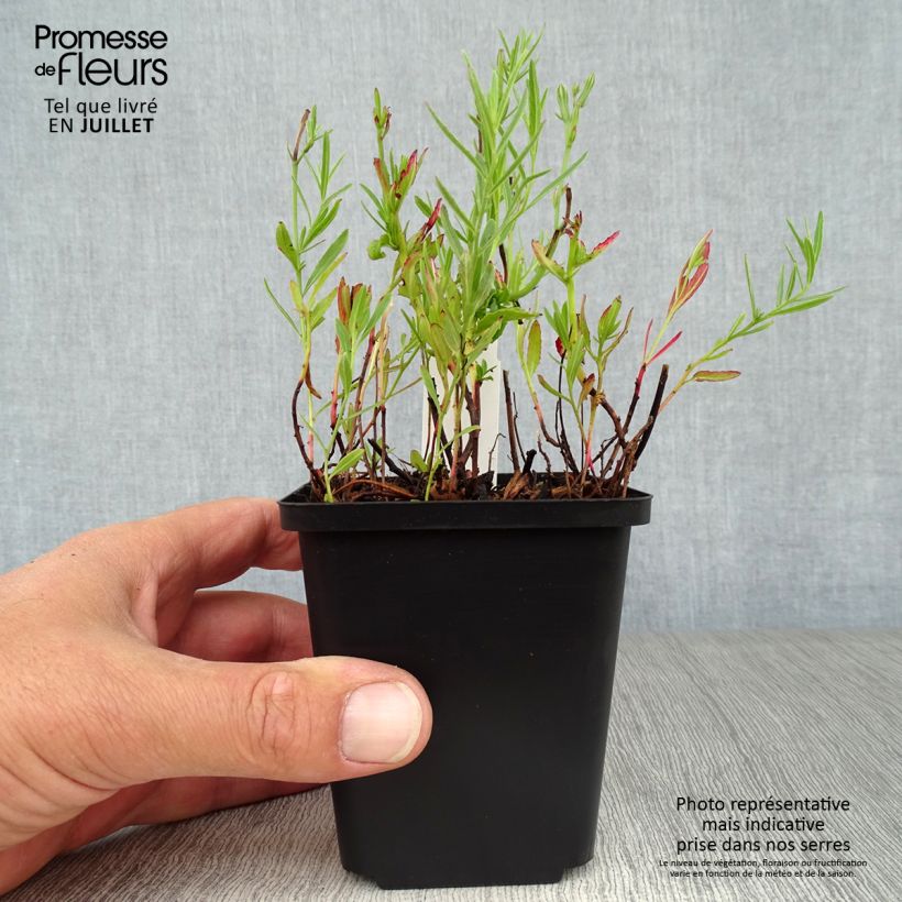 Ejemplar de Oenothera speciosa Siskiyou - Onagra Maceta de 8/9 cm entregado en verano