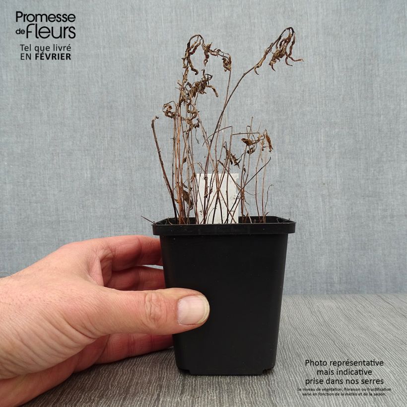 Oenothera speciosa Siskiyou - Onagra Maceta de 8/9 cm Ejemplar entregado en invierno