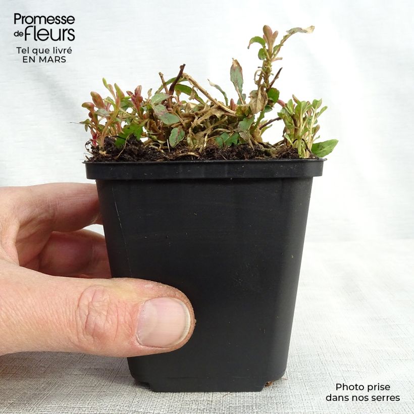 Oenothera speciosa Siskiyou - Onagra Maceta de 8/9 cm Ejemplar entregado en la primavera