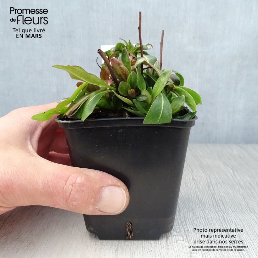 Oenothera tetragona - Onagra Maceta de 8/9 cm Ejemplar entregado en la primavera