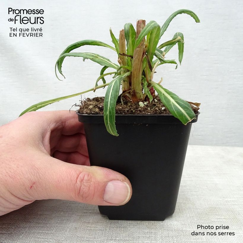 Oenothera versicolor - Onagra Maceta de 8/9 cm Ejemplar entregado en invierno