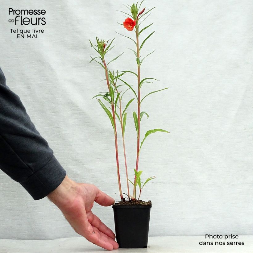 Oenothera versicolor - Onagra Maceta de 8/9 cm Ejemplar entregado en la primavera