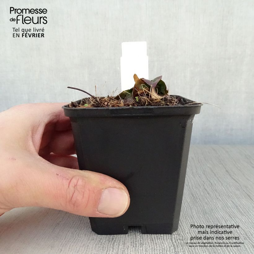 Oenothera fruticosa Michelle Ploeger - Onagra Maceta de 8/9 cm Ejemplar entregado en invierno