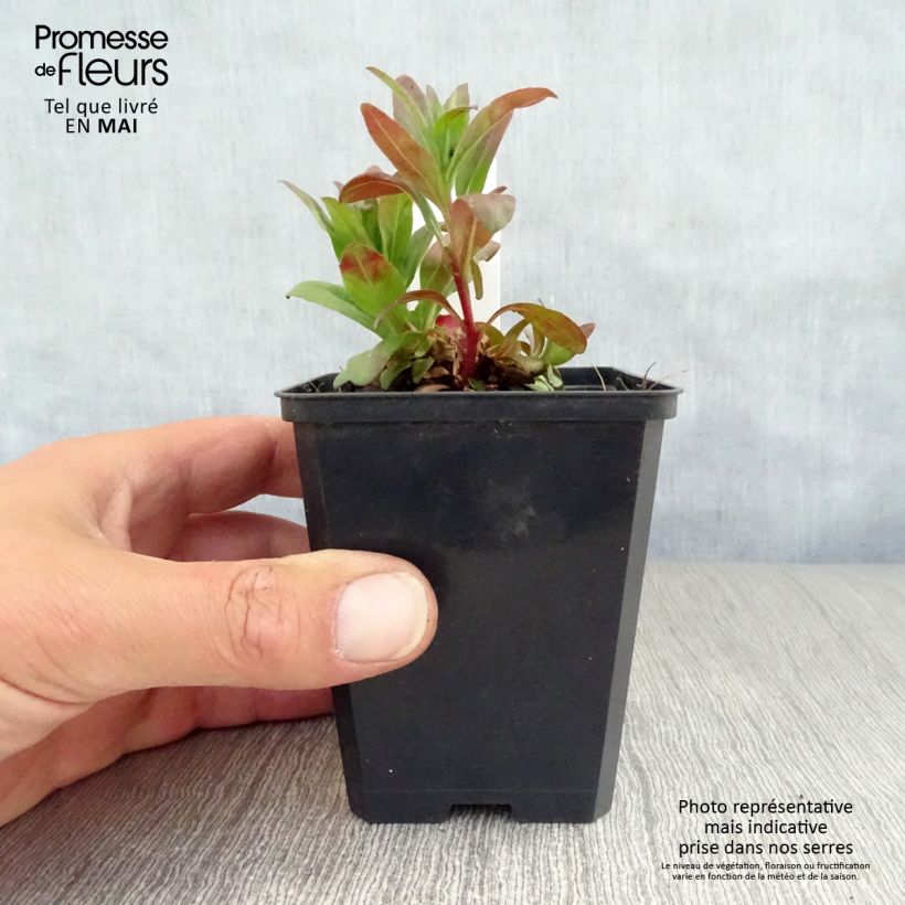 Oenothera fruticosa Michelle Ploeger - Onagra Maceta de 8/9 cm Ejemplar entregado en la primavera