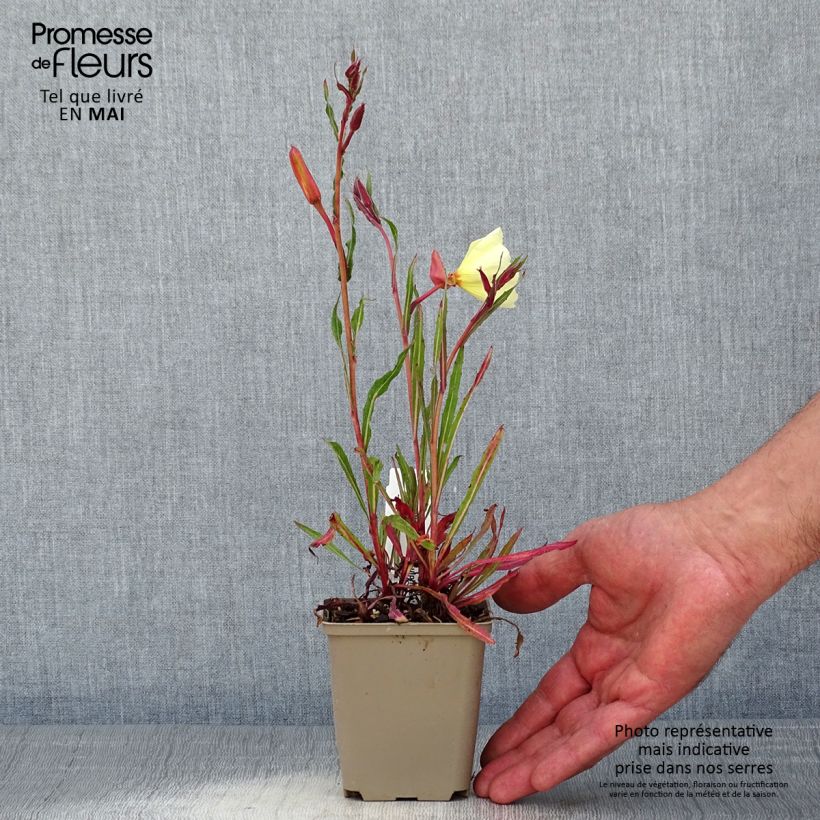 Oenothera stricta Sulphurea - Onagra Maceta de 8/9 cm Ejemplar entregado en la primavera