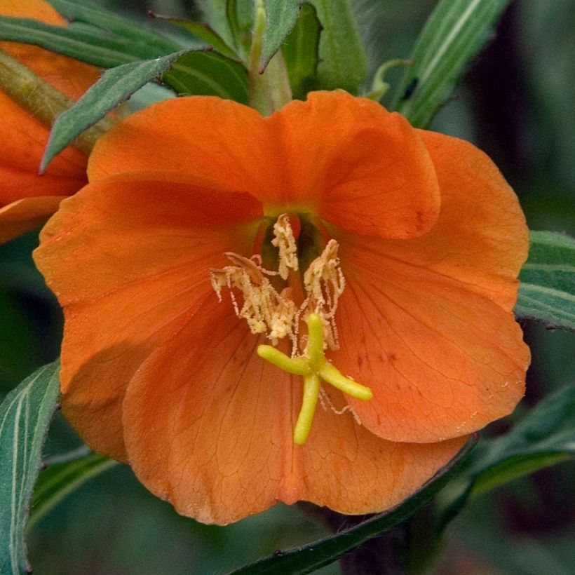 Oenothera versicolor Sunset Boulevard - Onagra (Floración)