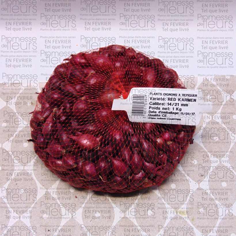 Ejemplo de ejemplar de Cebolla Red Karmen Pieza calibre 14/21 mm tal y como se entrega