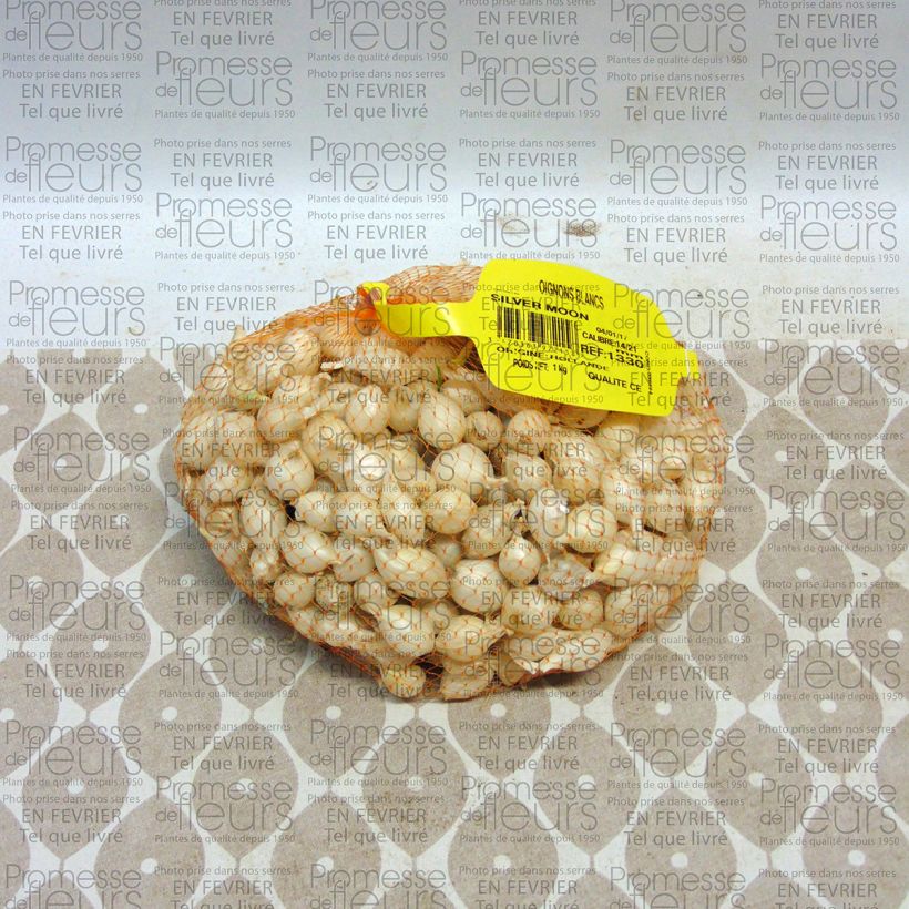 Ejemplo de ejemplar de Cebolla (maceta) Pieza calibre 14/21 mm tal y como se entrega