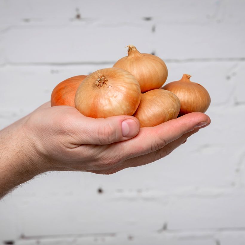 Cebolla Stuttgart Bio (semillas) (Cosecha)