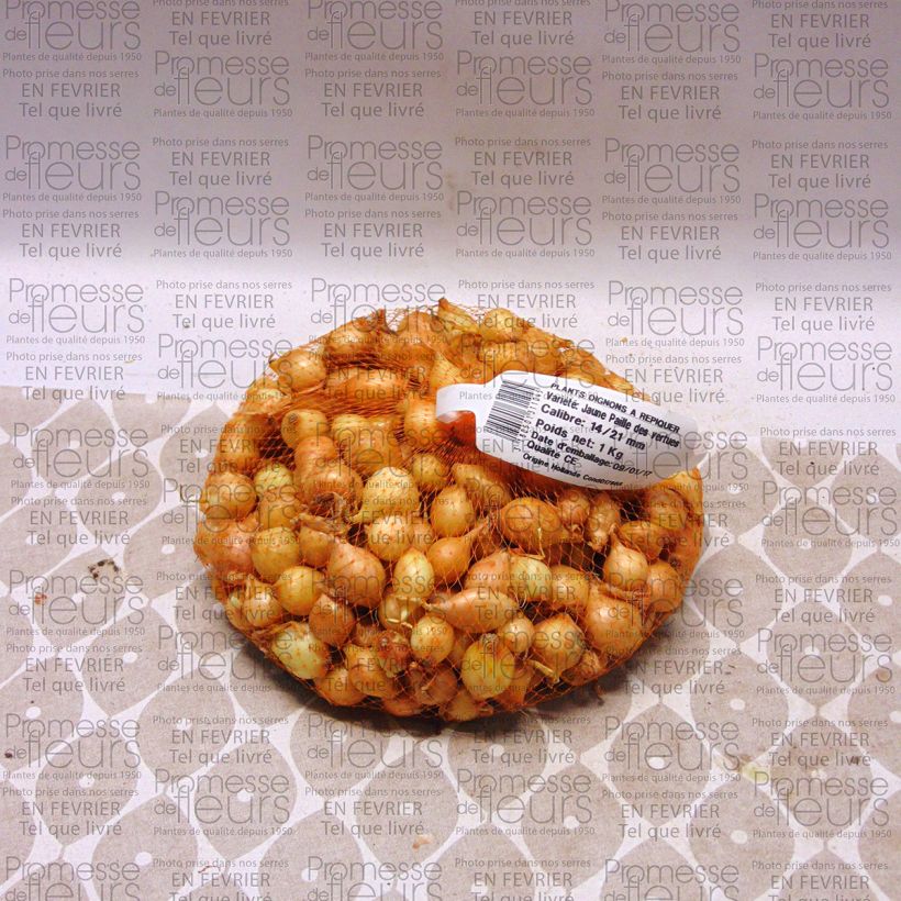 Ejemplo de ejemplar de Cebolla Paille des Vertus Pieza calibre 14/21 mm tal y como se entrega