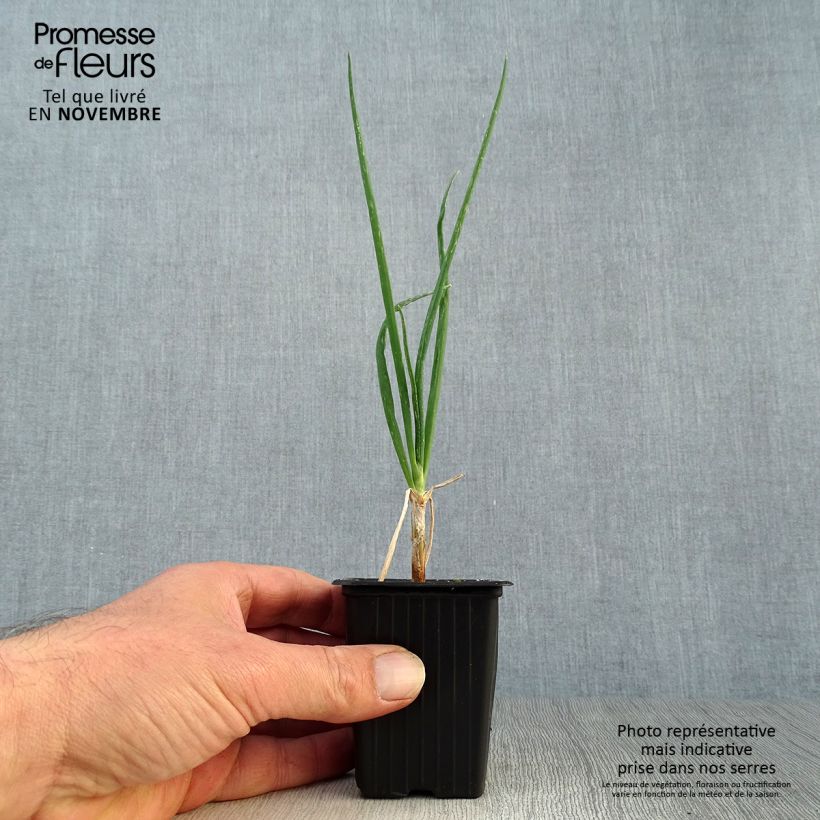 Ejemplar de Cebolla de árbol - Allium x proliferum Maceta de 7/8 cm entregado en otoño