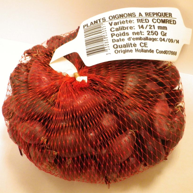 Ejemplo de ejemplar de Cebolla Noordhollandse Bloedrode Pieza calibre 14/21 mm tal y como se entrega