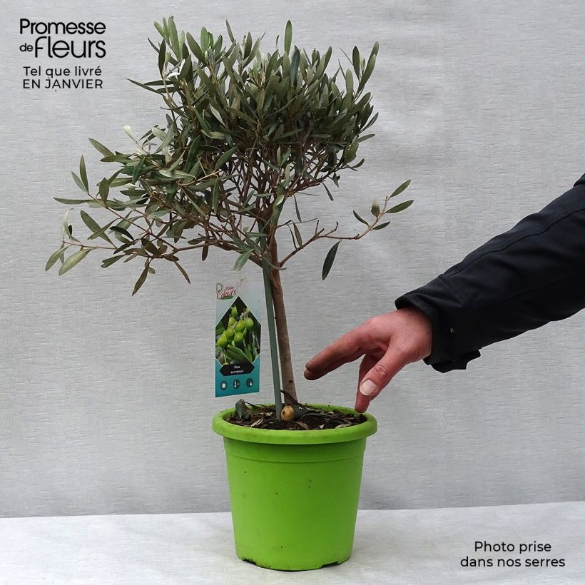 Olivo en tallo - Olea europaea Maceta 2L/3L Ejemplar entregado en invierno