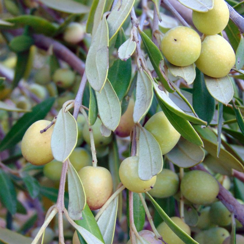 Olivo - Olea europaea (Cosecha)