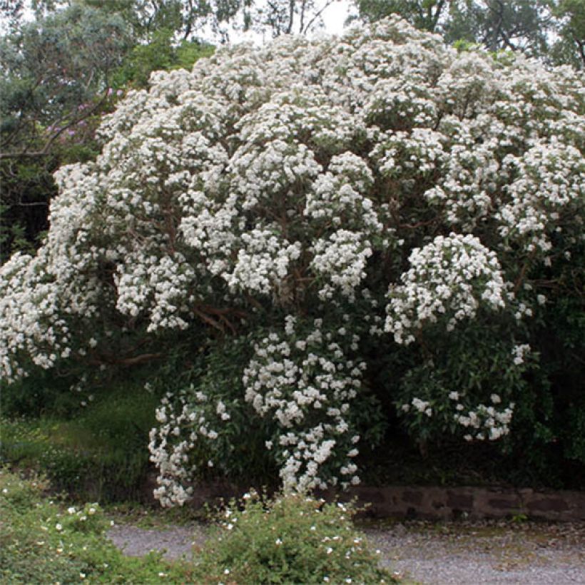 Olearia macrodonta Major (Floración)