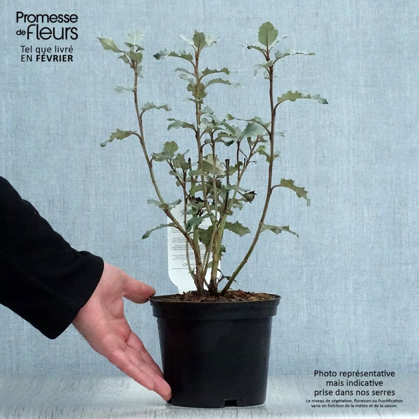 Olearia macrodonta Major Maceta 2L/3L Ejemplar entregado en invierno