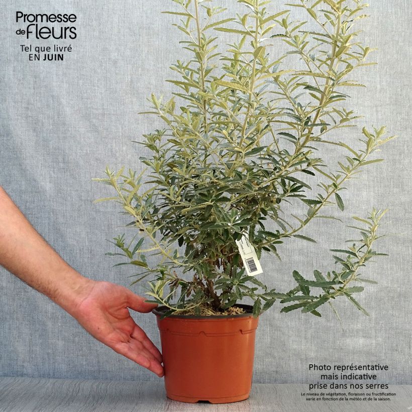 Ejemplar de Olearia scilloniensis Maceta 3L/4L entregado en verano