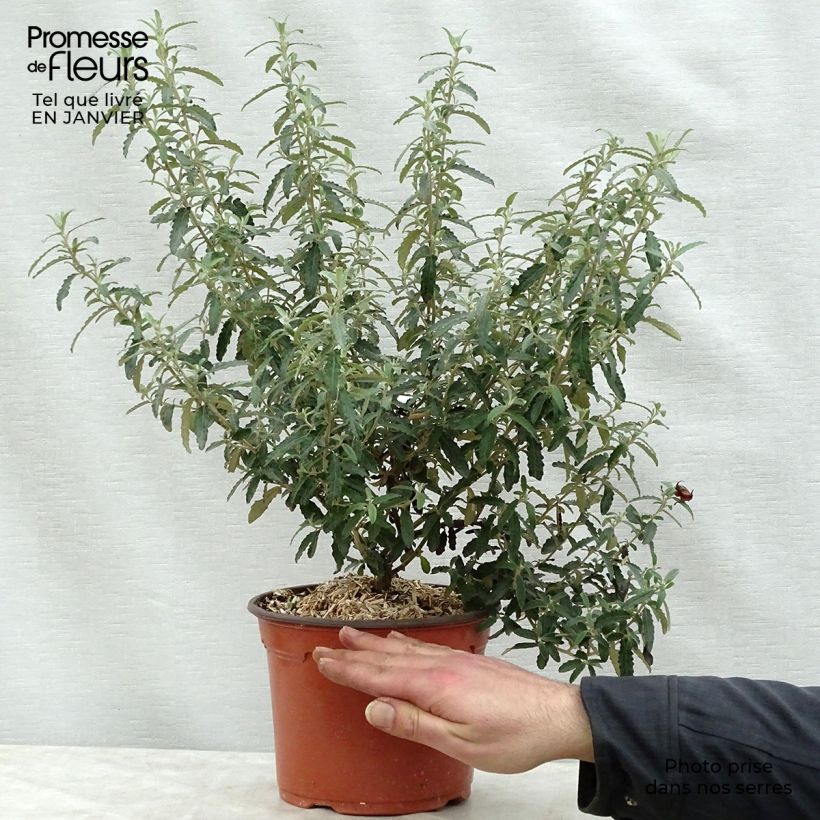 Olearia scilloniensis Maceta 3L/4L Ejemplar entregado en invierno
