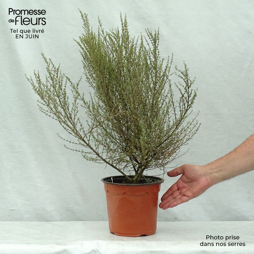 Ejemplar de Olearia solandri Aurea Maceta 2L/3L entregado en verano