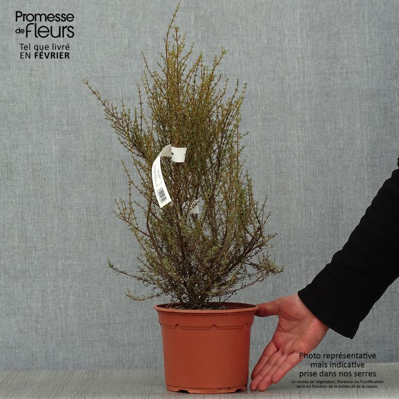 Olearia solandri Aurea Maceta 2L/3L Ejemplar entregado en invierno