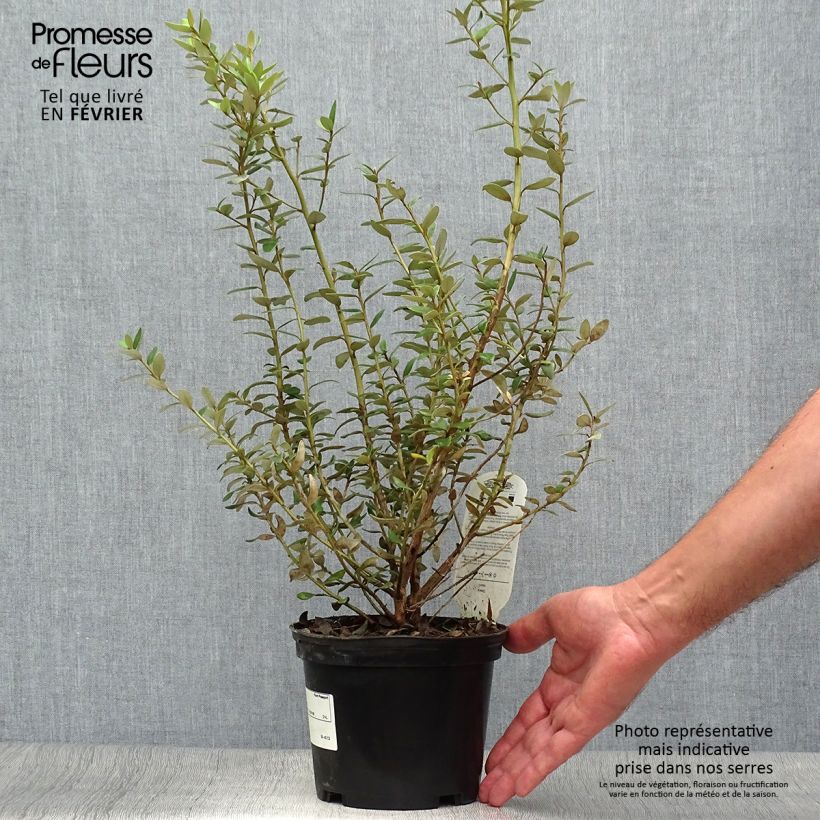 Ejemplar de Olearia haastii Maceta 2L/3L entregado en otoño