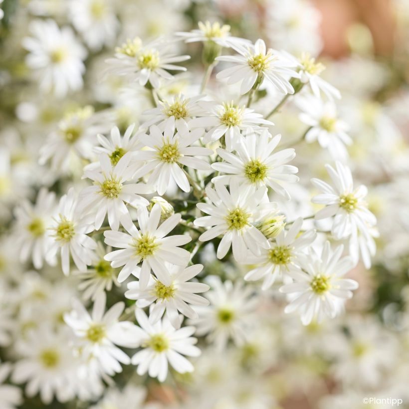 Olearia phlogopappa Spring Bling (Floración)