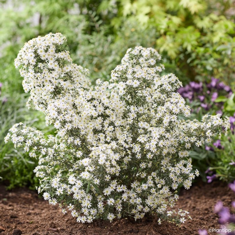 Olearia phlogopappa Spring Bling (Porte)