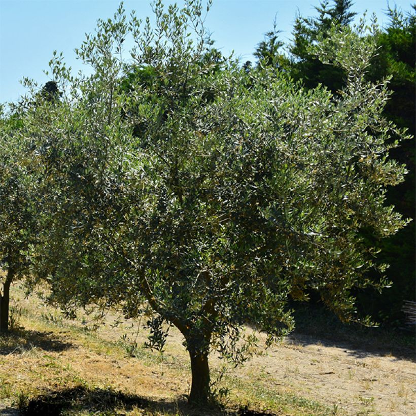 Olivo Cailletier (Porte)