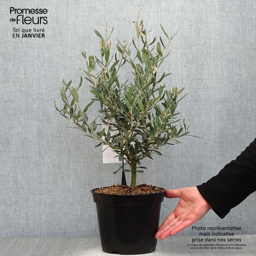 Olivo Negrette Maceta 4L/5L Ejemplar entregado en invierno