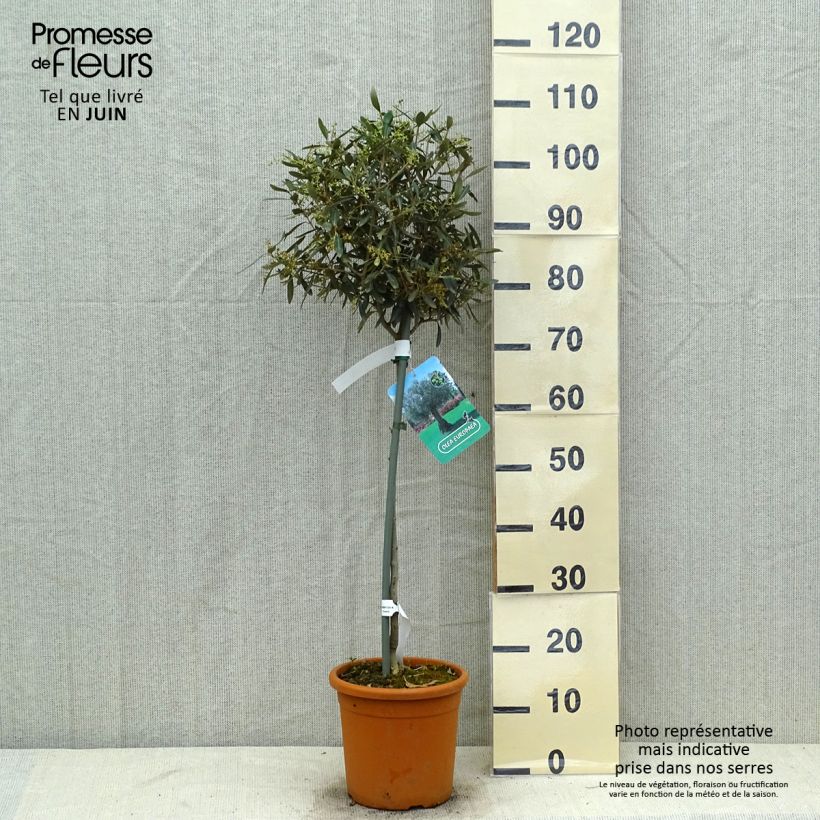Ejemplar de Olivo en tallo - Olea europaea Maceta 7,5L/10L, Medio tallo entregado en verano