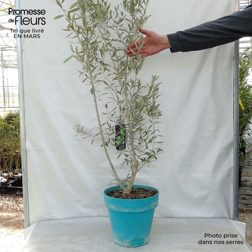 Olivo - Olea europaea Maceta 7,5L/10L Ejemplar entregado en la primavera