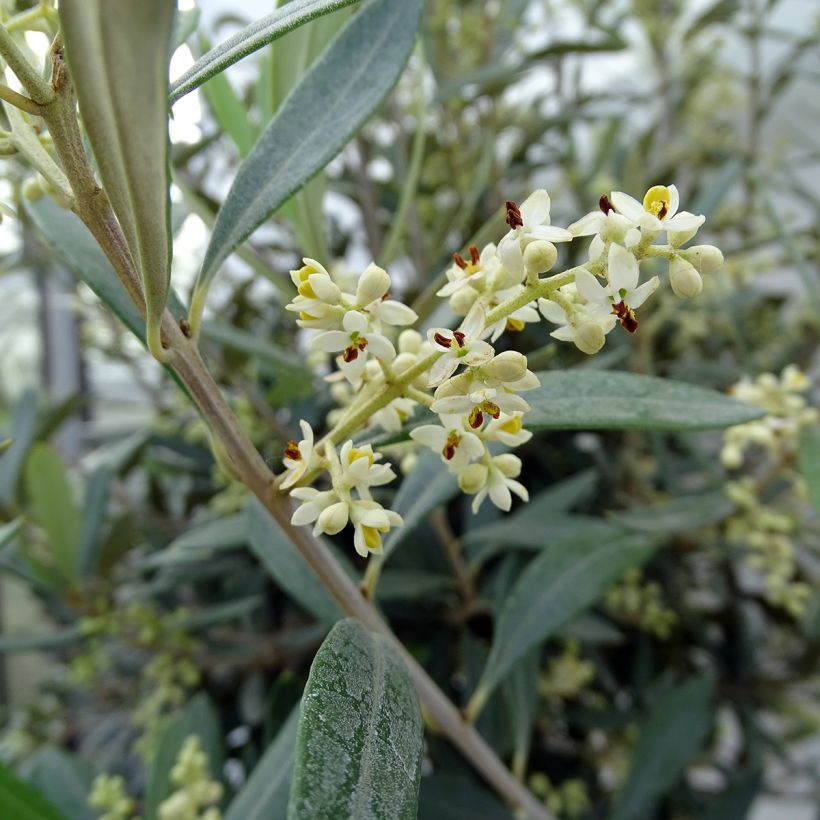 Olivo en tallo - Olea europaea (Floración)