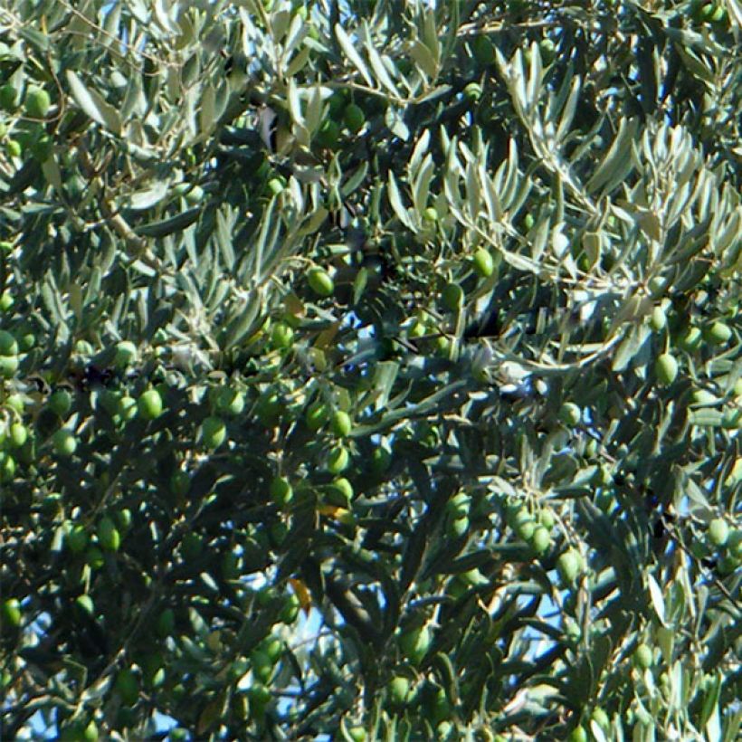 Olivo Picholine (Cosecha)