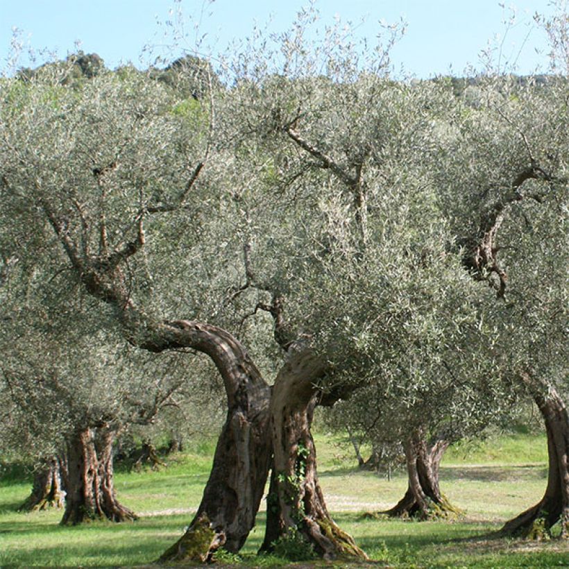 Olivo Picholine (Porte)