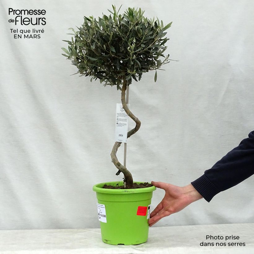 Olivo en tallo - Olea europaea Maceta 4L/5L, Tallo Ejemplar entregado en la primavera