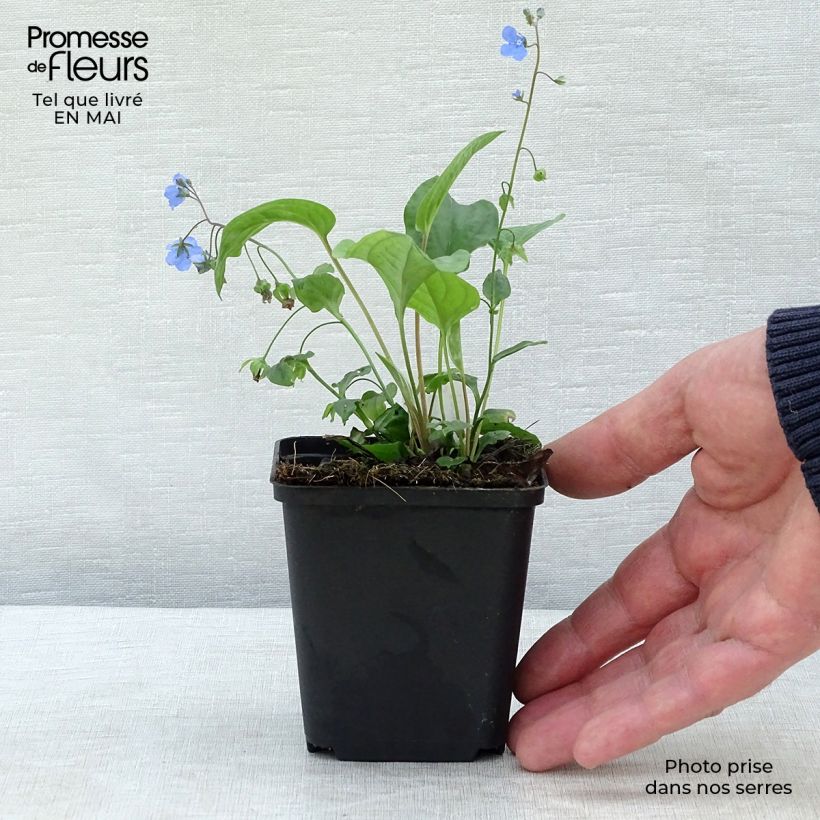 Omphalodes cappadocica Cherry Ingram Maceta de 8/9 cm Ejemplar entregado en la primavera