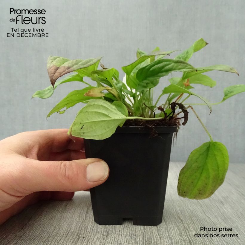 Omphalodes cappadocica Cherry Ingram Maceta de 8/9 cm Ejemplar entregado en invierno