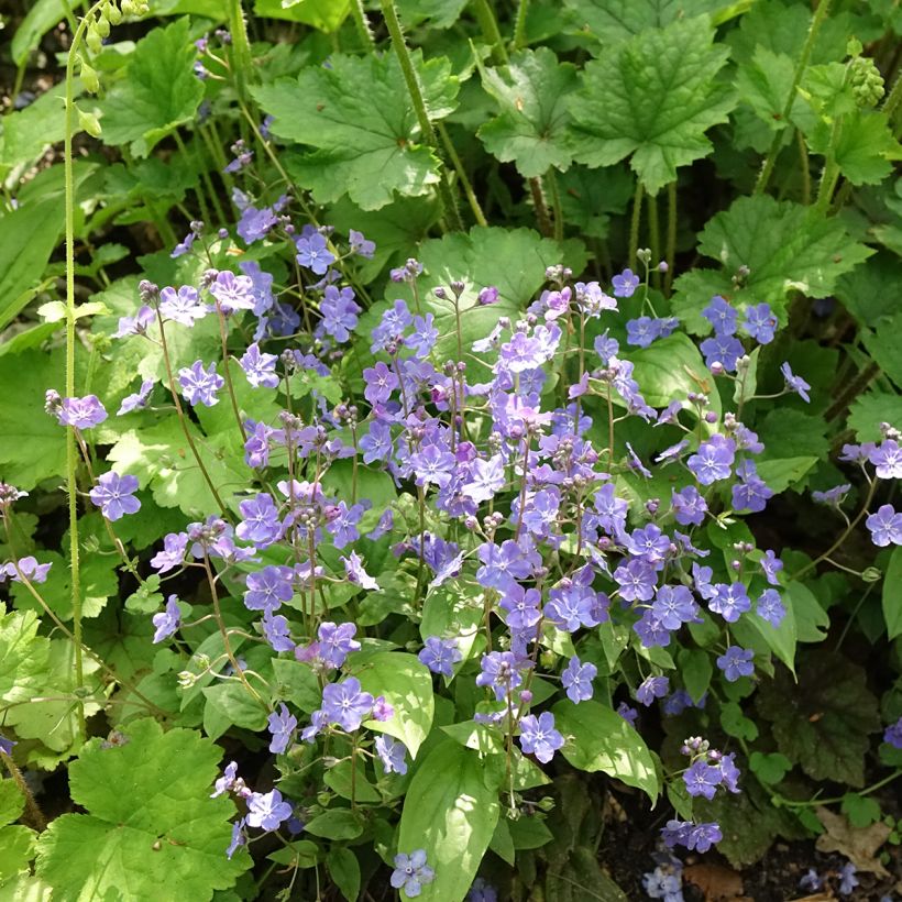 Omphalodes cappadocica Cherry Ingram (Porte)