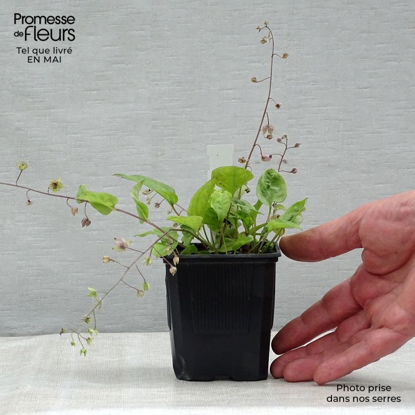 Omphalodes cappadocica Starry Eyes Maceta de 8/9 cm Ejemplar entregado en la primavera