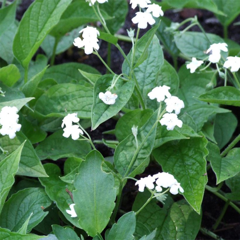 Omphalodes verna Alba (Floración)